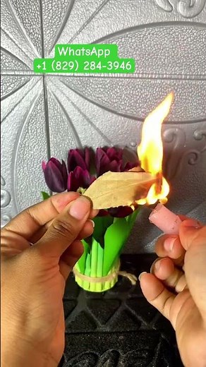 Ritual del laurel para activar la abundancia #usa #amarres #amor #dinero #amarras #tarot #abundancia