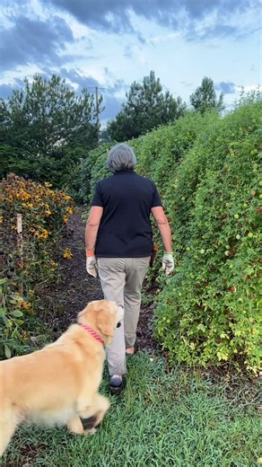 Free online course: BUILDING A TRELLIS TUNNEL! Comment LEARN to get the link to download my free phone app and the course is inside waiting! Our LEARN phone app is home base to our online courses and The Flower Farmer Club. The app is FREE and makes getting to the free course any of our courses you own the club super easy and convenient! Our gift to you is the free online course waiting inside. Tuc and I are walking along my 50 foot trellis tunnel. Learn how to build it!! #gardenersworkshopfarm 