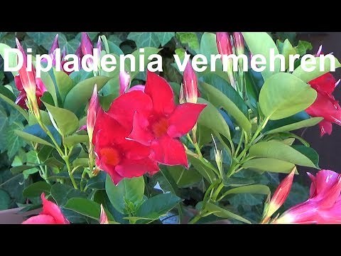 Propagating Dipladenia: Cuttings, Layering, Seeds (Dipladenia Madevilla)