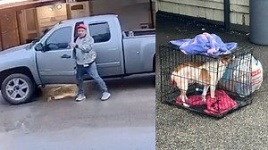 Abandoned Dog With Tail Cut Off in Spring Branch – Help Identify These Individuals This morning, these individuals were seen dropping off a dog near Witte and Westview in Spring Branch. Disturbingly, the dog’s tail has been cut off. I have contacted the SPCA to file a crime report, but we need your help. Please share this post and help identify them—let’s make sure they’re held accountable. | Grizzy's Hood News