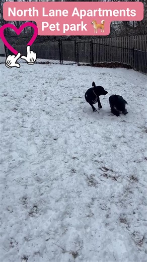 North Lane Apartments' pet park is now open, proudly featuring Aroura and Koda. Discover more about North Lane Apartments, located at 110 W. North Lane in Conshohocken. Managed by Community Manager Lydia Miller. | North Lane Apartments