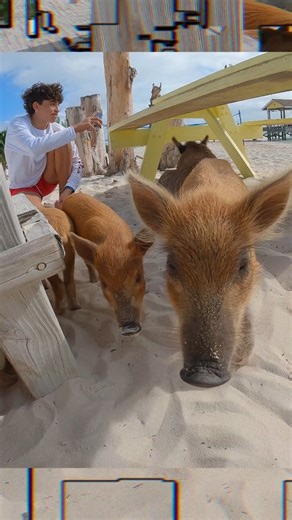 2.6K views · 19 reactions | The swimming pigs | Fresco channel | Facebook