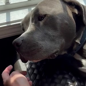 5.2K views · 584 reactions | Max Rebo’s soaking up some sun. ☀️ This boy is such a catch! He’s basically a big teddy bear. The only thing he loves more than playing with his toys is cuddling up with his people! Learn more and apply for adoption: https://www.mopitbullrescue.org/max-rebo | Missouri Pit Bull Rescue | Facebook