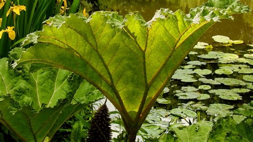 Giant Rhubarb, Plant, Gunnera Manicata. Free Stock Video