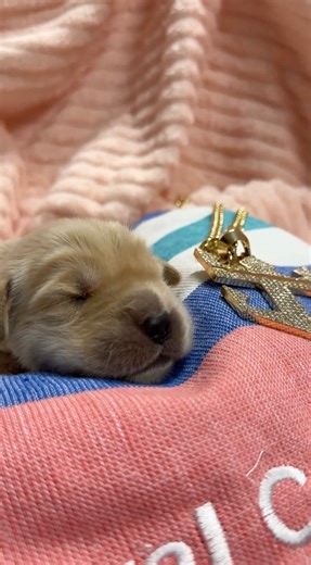 Welcome to the world, Chief Dog Officer Sailor! 🐾 Sailor is about to begin her journey to becoming the second Chief Dog Officer at sea – where her only responsibility is to live her best life on board Star of the Seas. Stay tuned for more of Sailor’s first’s: 🔗 bit.ly/ChiefDogOfficers | Royal Caribbean