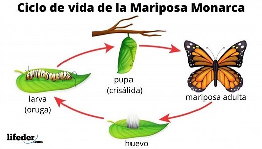 Ciclo de vida de la mariposa: fases y características (con imágenes)