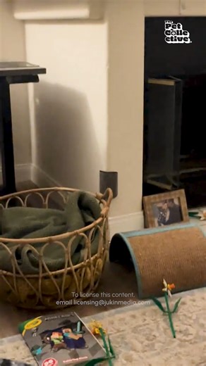 100K views · 406 reactions | A cat vs thinking they're a parkour master 浪 (Via - Megan O.) #Cat #Funny #CatLife | The Pet Collective | Facebook