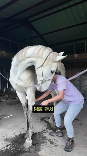 Even Thundergirl, the only female, is no exception... A world of cold hierarchy 🐴💥