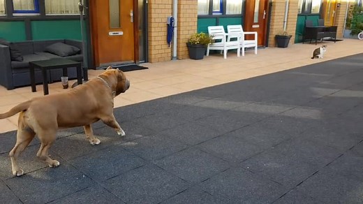 Rasit Kaplan op TikTok