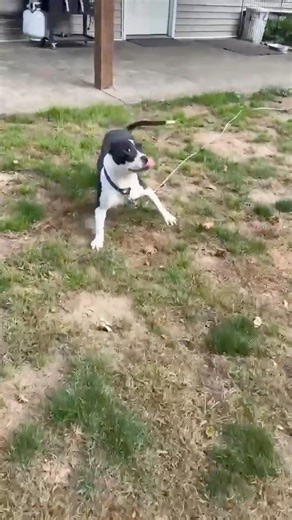 Meet Rhonda! 💕 Rhonda is a 2-year-old sweetheart who’s ready to find her forever family! This lovely girl has the biggest heart and adores soaking up all the love and attention she can get. Whether she’s curled up by your side or following you around the house, Rhonda is happiest when she’s with her people. She’s super smart and eager to please — she already knows her manners and is fully housebroken! Rhonda also enjoys the company of other dogs and would love a home where she can have a furry 