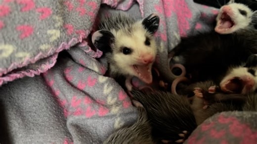 Life lessons from opossums 😩 #opossum #opossumlove #rehab #wildlife #marsupial #opossummemes #trashrat #opie #babyopie #rehabber #opossumeme Thank you for supporting us! Please consider making a donation to keep us up and running. PayPal and Zelle: Accounting@ntxwildlife.org, CashApp: $NTXWC, Snail Mail: NTXWC PO Box 830212 Richardson TX 75083, or shop our Swag: https://www.bonfire.com/store/north-texas-wildlife-center-swag-shop/ Thank you for all the support! | North Texas Wildlife Center
