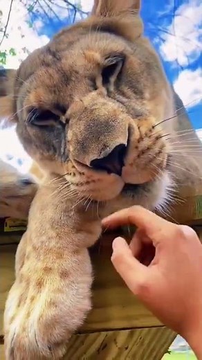 Big cats purring - serval cat, jaguar