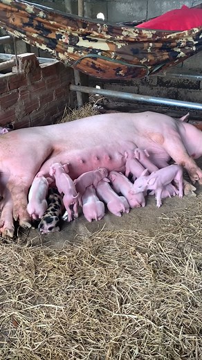 133K views · 2.5K reactions | Amazing Piglets Milking #happy #pig #farm #love #pigs #farmlife #photooftheday #piggy #nature #instagood #pigsofinstagram #farming #beautiful #piglet #photography #travel #minipig #picoftheday #piggies #farmer #oink #fashion #petpig #agriculture #pigstagram #country #summer #guineapig #organic #smile #reels #reelfb #reelsvideos #reelviral #reels | Creative Boy | Facebook