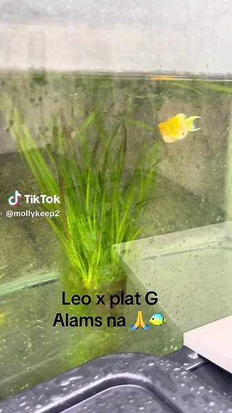 Fishkeeping Tips with Balloon Molly