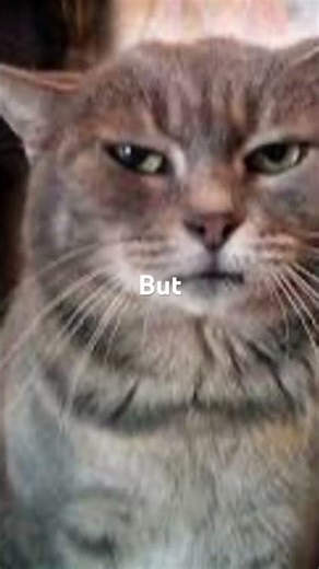 I would totally eat cheese with u 🧀 #catmemes #cat #memes #fyp #funny #cheese