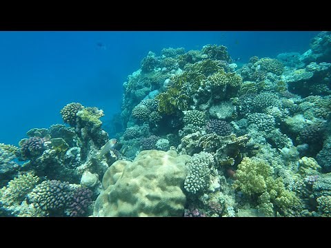 RAFA KORALOWA MARSA ALAM EGIPT