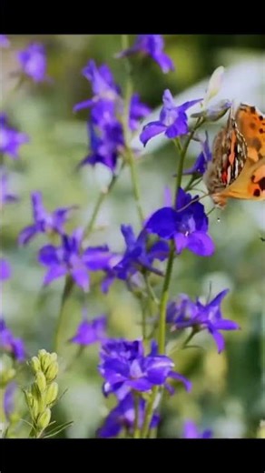 Blue Isn’t Real in Nature 😲🔵 (It’s Just Light!)