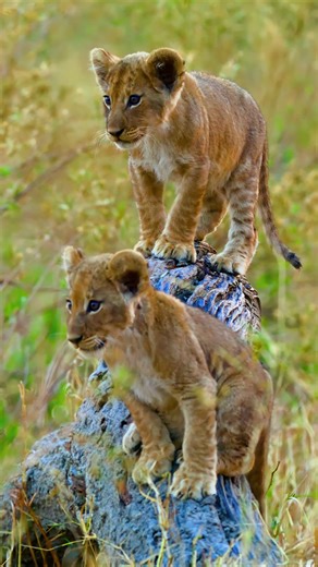 248K views · 20K reactions | Two playful lion cubs. Lion cubs rely on the safety of their pride and mothers in their early years. Fun Fact: Male lion cubs don't grow their iconic manes until they are around 2 years of age. #LionCubs #BigCats #Wildlife #NatureFacts #AnimalBabies | Listpull | Facebook
