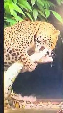 Python attack on jaguar