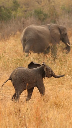 314K views · 10K reactions | Watch this cheeky little Elephant go! #elephant #cute #safari #naturelovers #wildlife | Kruger Gone Wild Safaris | Facebook