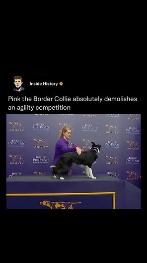 Inside History | Pink the pooch, like her namesake, is here to get the party started! 🐾🏁 Pink earned the Grand Champion title for the show’s Westminster... | Instagram