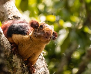 Giant Purple Squirrels Are Taking Over The Internet (and We Found Them in Real Life)