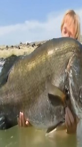 🐟 Perca del Nilo: el pez gigante que domina las aguas africanas | Drakotako Channel