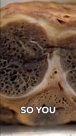 Anatomy of the Penis