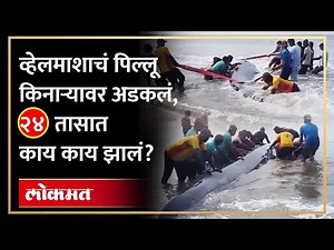 Whale Fish Found Ganpati Pule | व्हेलमाशाच्या पिल्लाला समुद्रात पुन्हा सोडण्यासाठी काय काय केलं?
