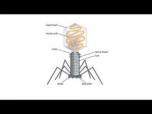 Viral Structures for the USMLE Step 1