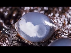 Slug embryo - movement in the egg timelapse - UHD 4K
