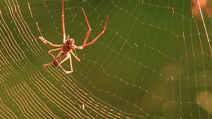 Spider Crawling Across Web Weaving Threads: stockbeeldmateriaal en -video's (rechtenvrij) 1106867375 | Shutterstock