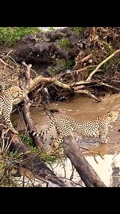 1.7K views · 19 reactions | #cheetah #animalslifestyle #wildlife #animalworld #foryourpage | Awesome Animals | Facebook