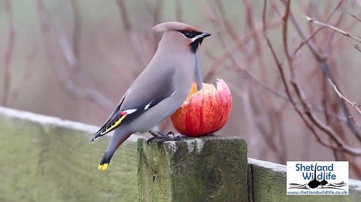 The Waxwing continues to grace our garden here in Shetland and is certainly enjoying the apples... Footage by Hugh. | Shetland Wildlife