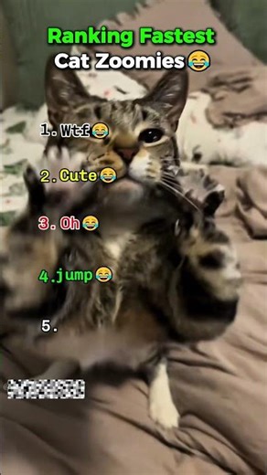 cat zoomies #ranking #cat #zoomies #funny