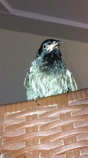 My bulbul looks so cute 🌸🕊️//My Little Bulbul