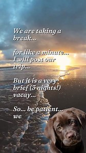 57 reactions · 13 comments | Fairfax Pines Labrador Retrievers on Reels | Facebook