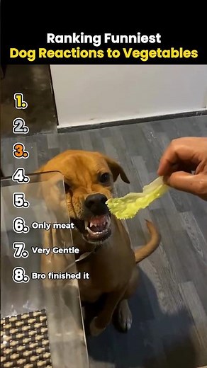 Ranking Funniest Dog Reactions to Vegetables #shorts