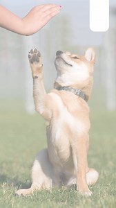 1.4K views · 13 reactions | Please note, this Sunday's Dog training...