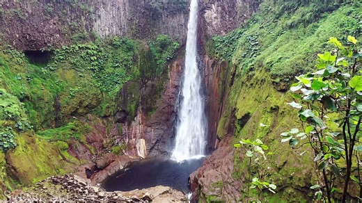 Rainforest 4K - The World’s Amazing Tropical Rainforest ｜ Jungle Sounds ｜ Scenic Relaxation Film - video Dailymotion