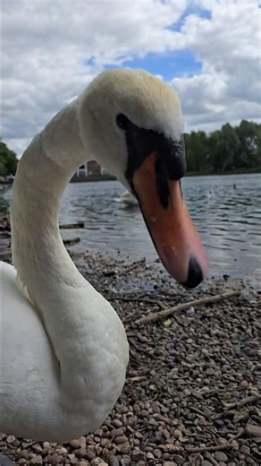 Swans at the Lake – Up Close and Peaceful 🦢