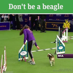 68K views · 187 reactions | This year's annual Westminster Dog Show featured some of the world's finest pooches - and Mia the distracted beagle. | news.com.au Sport | Facebook