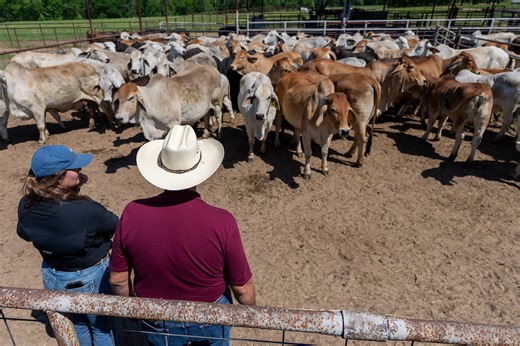 AgriLife Research Brahman program at Overton named Breeder of the Year - AgriLife Today