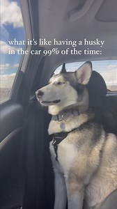 844K views · 6.1K reactions | What it's REALLY like having a husky in the car #huskylovers #puppyvideos #huskyvideos #doggo #friends #dog #doglover #doglovers #doglife | Ontario Huskies | Facebook