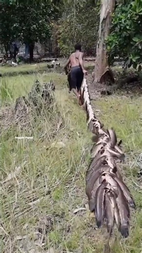 Papuan big snakehead fish. AP-253