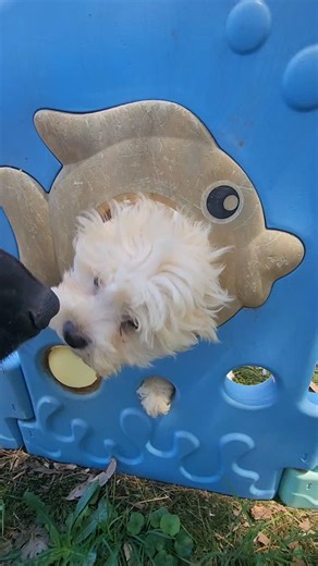 🐾✨ Adorable White Cavapoochon Puppies Ready for Their Forever 🏠! ✨🐾 Looking for a loving, loyal, and endlessly playful companion? Our white Cavapoochon puppies are the perfect mix of charm, intelligence, and fluff! These little bundles of joy are: 🐶 Playful & affectionate – always ready for cuddles and games. ☁️ Soft, fluffy coats – hypoallergenic and low-shedding, perfect for allergy-friendly homes. 💖 Family raised – socialized with children and other pets for gentle, loving temperaments. 