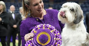 A ‘PBGV’ wins Westminster dog show, a first for the breed