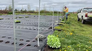 38K views · 1.4K reactions | This week the very first plants of the season went into the ground which is always a big, exciting moment!We’re still not out of the woods on our last frost yet so we’re only planting hardy annuals which love cool weather and can take some frosts if hardened off well. | Floret Flower Farm | Facebook