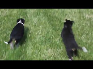 Blue Heeler Mix Puppies for Sale