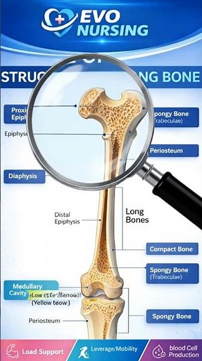 Structure of Long Bone | Anatomy Explained for Nursing Students #anmnursing #evonursing #anatomy